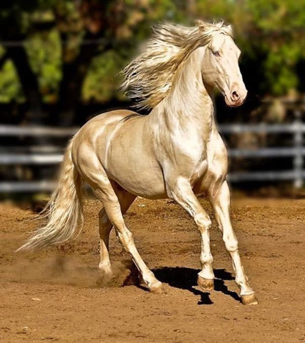 ม้าเสพนาง ม้าเพลบอย (Horse playboy) เมตตามหาเสน่แรงมากๆๆๆ