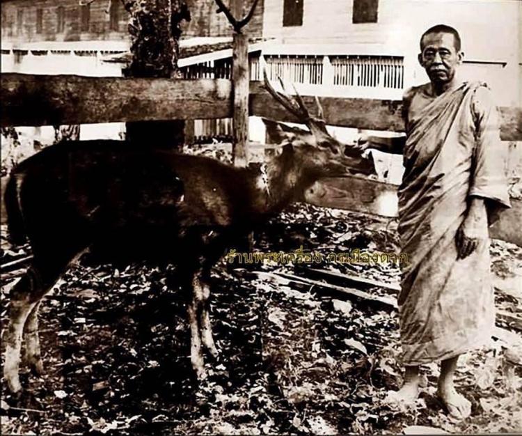 ราหู หลวงพ่อแขก กาวิโร สายเหนียวหนุนดวง วัดสันป่าลาน 