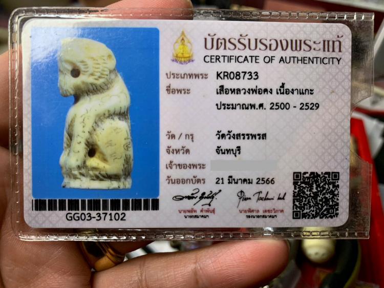 เสืองาแกะ หลวงพ่อคง วัดวังสรรพรส ปี 2500 - 2529 | มาพร้อมบัต