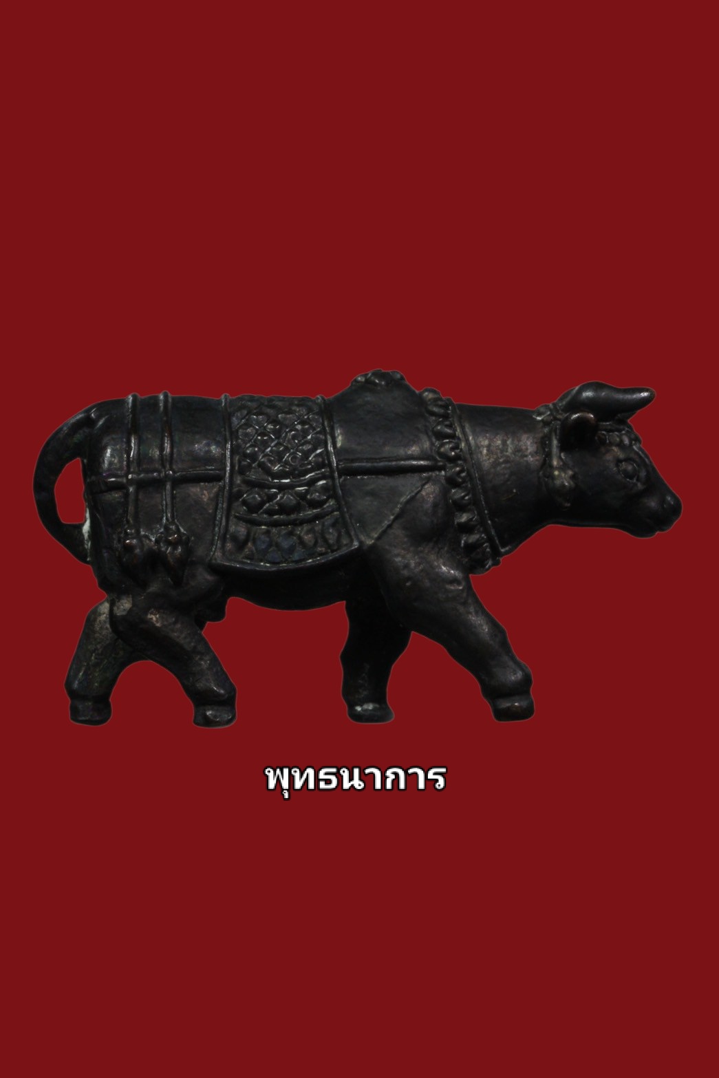 วัวธนูเนื้อนวะ หลวงพ่อแสนเมือง ปี18 แชมป์
